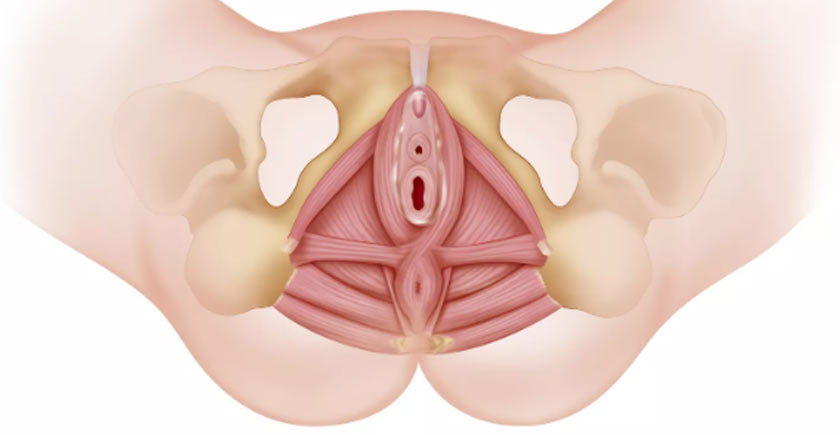 perineum